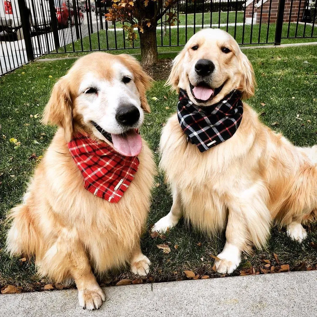 Dog and Cat Bandana: Country Plaid Flannel